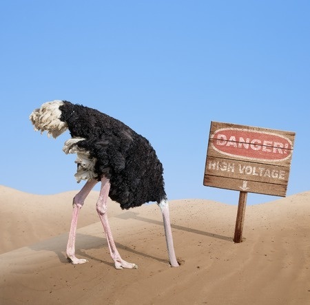 33921670 - scared ostrich burying head in sand under danger sign