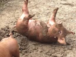 pig rolling in mud