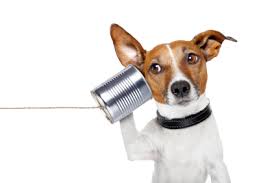 dog listening on tin can