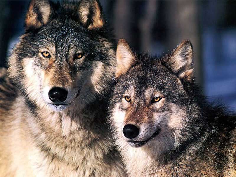 two-wolves